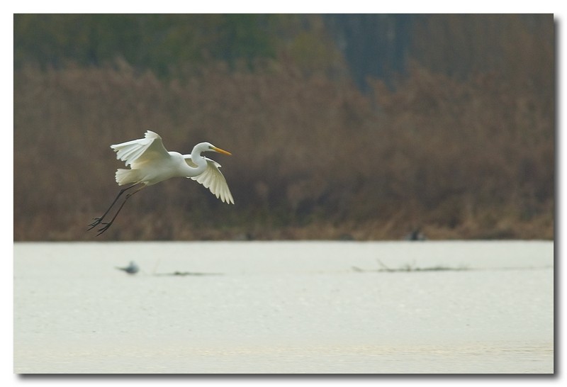 Airone bianco maggiore - Casmerodius albus